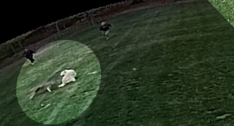 Woodcliff Lake, NJ coyote attack: Woman attacked by animal while outside with family dog