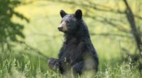 Wrong bear killed after Missouri man attacked in Arkansas: Officials