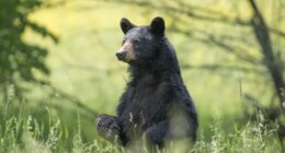 Wrong bear killed after Missouri man attacked in Arkansas: Officials