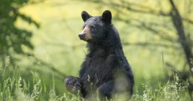 Wrong bear killed after Missouri man attacked in Arkansas: Officials