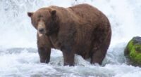 Bear 32, Chunk, hunts for salmon in the Brooks River.