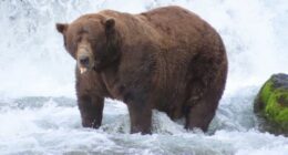 Bear 32, Chunk, hunts for salmon in the Brooks River.