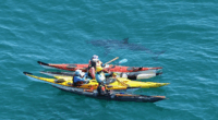 A group of Western Australian sea kayakers have come face-to-face with a five metre great white shark for the second time in four days.