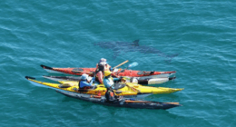 A group of Western Australian sea kayakers have come face-to-face with a five metre great white shark for the second time in four days.