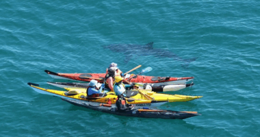 A group of Western Australian sea kayakers have come face-to-face with a five metre great white shark for the second time in four days.