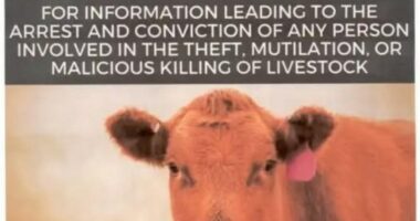 $20K reward offered in Utah livestock killings