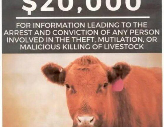 $20K reward offered in Utah livestock killings