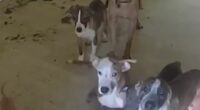 30 malnourished dogs found inside Oklahoma home
