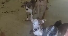 30 malnourished dogs found inside Oklahoma home