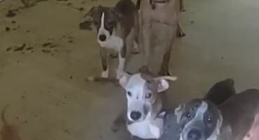 30 malnourished dogs found inside Oklahoma home