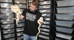 Jake Thomas from Unreal Reptiles with a handful of snakes.