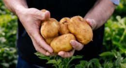Australians are being hit with a potato shortage after growers experienced what they said has been one of the toughest seasons in a decade. ﻿