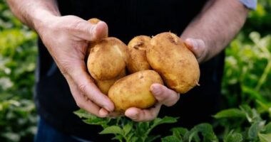 Australians are being hit with a potato shortage after growers experienced what they said has been one of the toughest seasons in a decade. ﻿