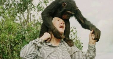 Chimp expert, legendary activist Jane Goodall dies aged 91
