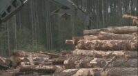 Closure of International Paper strains Georgia's timber industry