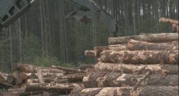 Closure of International Paper strains Georgia's timber industry