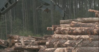 Closure of International Paper strains Georgia's timber industry