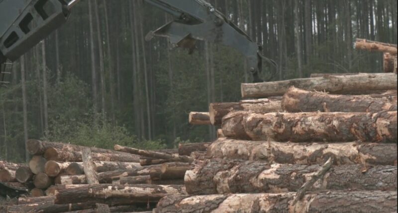 Closure of International Paper strains Georgia's timber industry