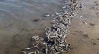 Council declares water safe for swimming after fish kill