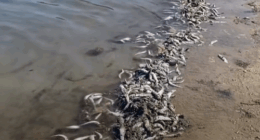 Council declares water safe for swimming after fish kill