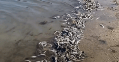 Council declares water safe for swimming after fish kill