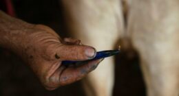 Cuellar: Furloughed USDA inspectors can't check for New World screwworm