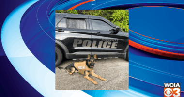 Danville K-9 gets body armor donation from nonprofit