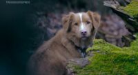 Dog actor Indy seeks Oscar nomination for 'Good Boy'