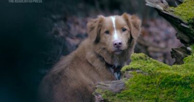 Dog actor Indy seeks Oscar nomination for 'Good Boy'