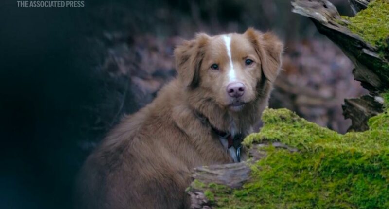 Dog actor Indy seeks Oscar nomination for 'Good Boy'