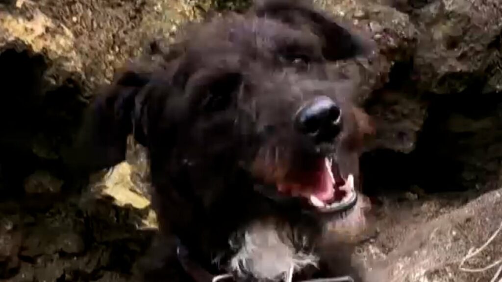 Dramatic moment Coastguard launch rescue bid to save dog who fell off 300ft cliff onto narrow ledge