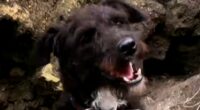 Dramatic moment Coastguard launch rescue bid to save dog who fell off 300ft cliff onto narrow ledge