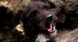 Dramatic moment Coastguard launch rescue bid to save dog who fell off 300ft cliff onto narrow ledge