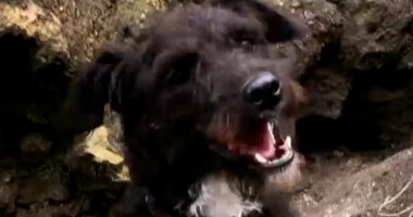 Dramatic moment Coastguard launch rescue bid to save dog who fell off 300ft cliff onto narrow ledge