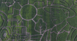 Giant Northern California along I-80 corn maze celebrates farmers, lets visitors enjoy getting lost
