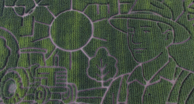 Giant Northern California along I-80 corn maze celebrates farmers, lets visitors enjoy getting lost