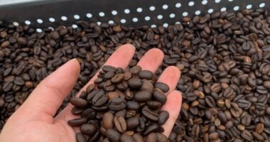 Hawaii woman arrested over mislabeled Kona Coffee