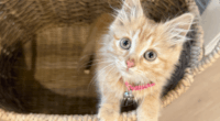 Humane Society urges cat owners to check for improper collars