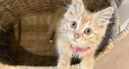 Humane Society urges cat owners to check for improper collars