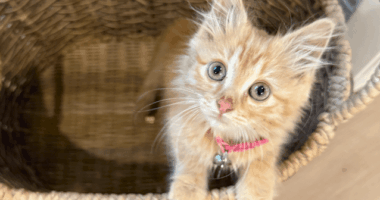 Humane Society urges cat owners to check for improper collars