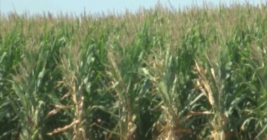 Illinois Extension offering support, education for caregivers of farmers with dementia