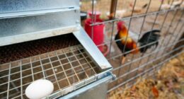 Investigation discloses 'Texoma Corridor' behind cockfighting ring
