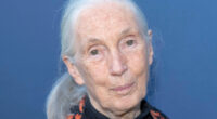 Jane Goodall, Groundbreaking Researcher And Conservationist, Dead At 91