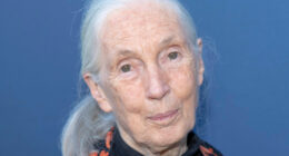 Jane Goodall, Groundbreaking Researcher And Conservationist, Dead At 91