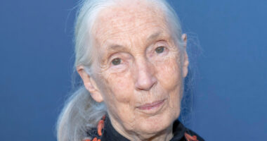 Jane Goodall, Groundbreaking Researcher And Conservationist, Dead At 91
