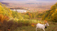 Livestock landscaping: Vermont ski areas employ goats and sheep to clear the slopes