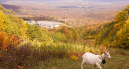 Livestock landscaping: Vermont ski areas employ goats and sheep to clear the slopes