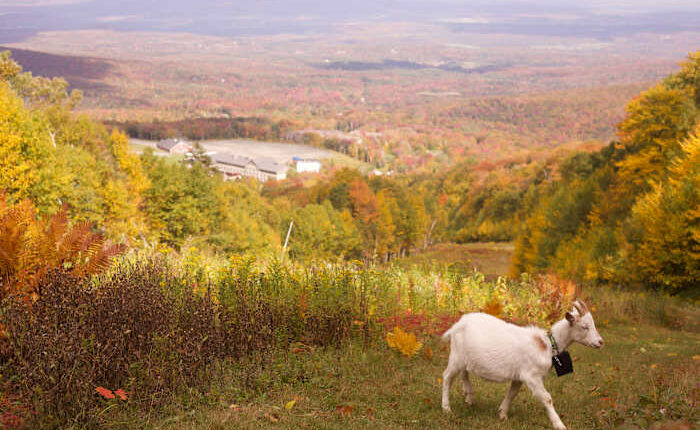 Livestock landscaping: Vermont ski areas employ goats and sheep to clear the slopes