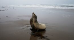 Man denies accusations of decapitating California sea lion