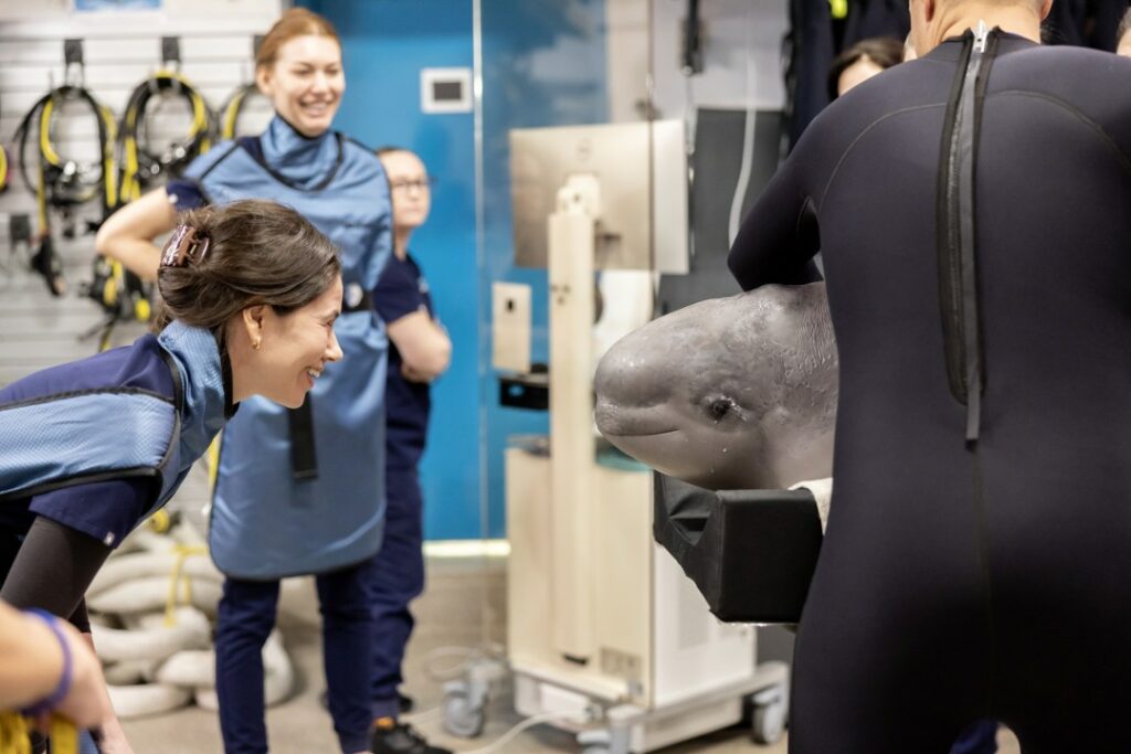 A beluga whale smiles inside a CT scanner